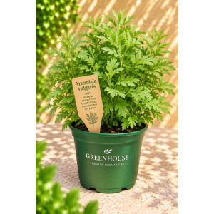 Artemisia vulgaris VASO