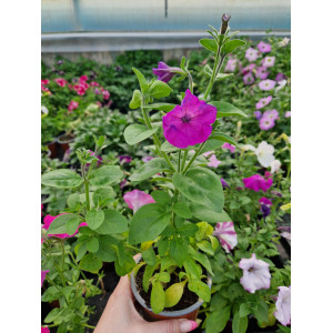 Petunia