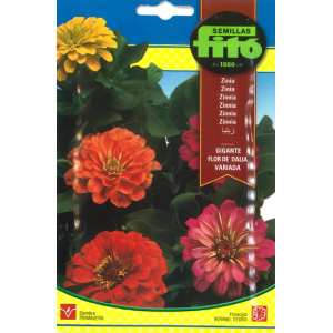 Sementes de Zinia