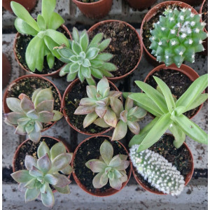 Suculenta (Variada)